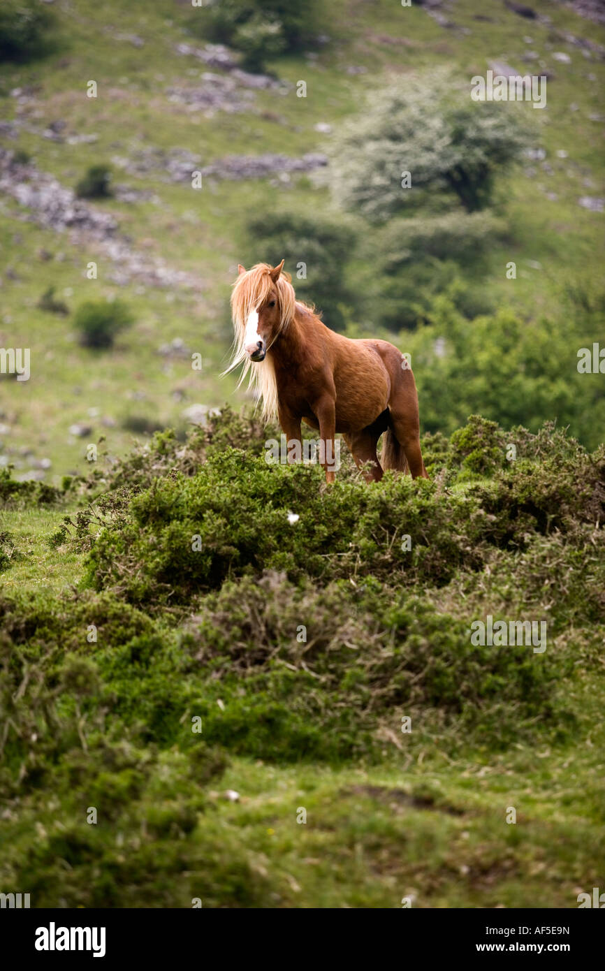 Welsh Mountain Pony in das Tal der Ewyas Brecon Beacons Nationalpark Powys Wales Stockfoto