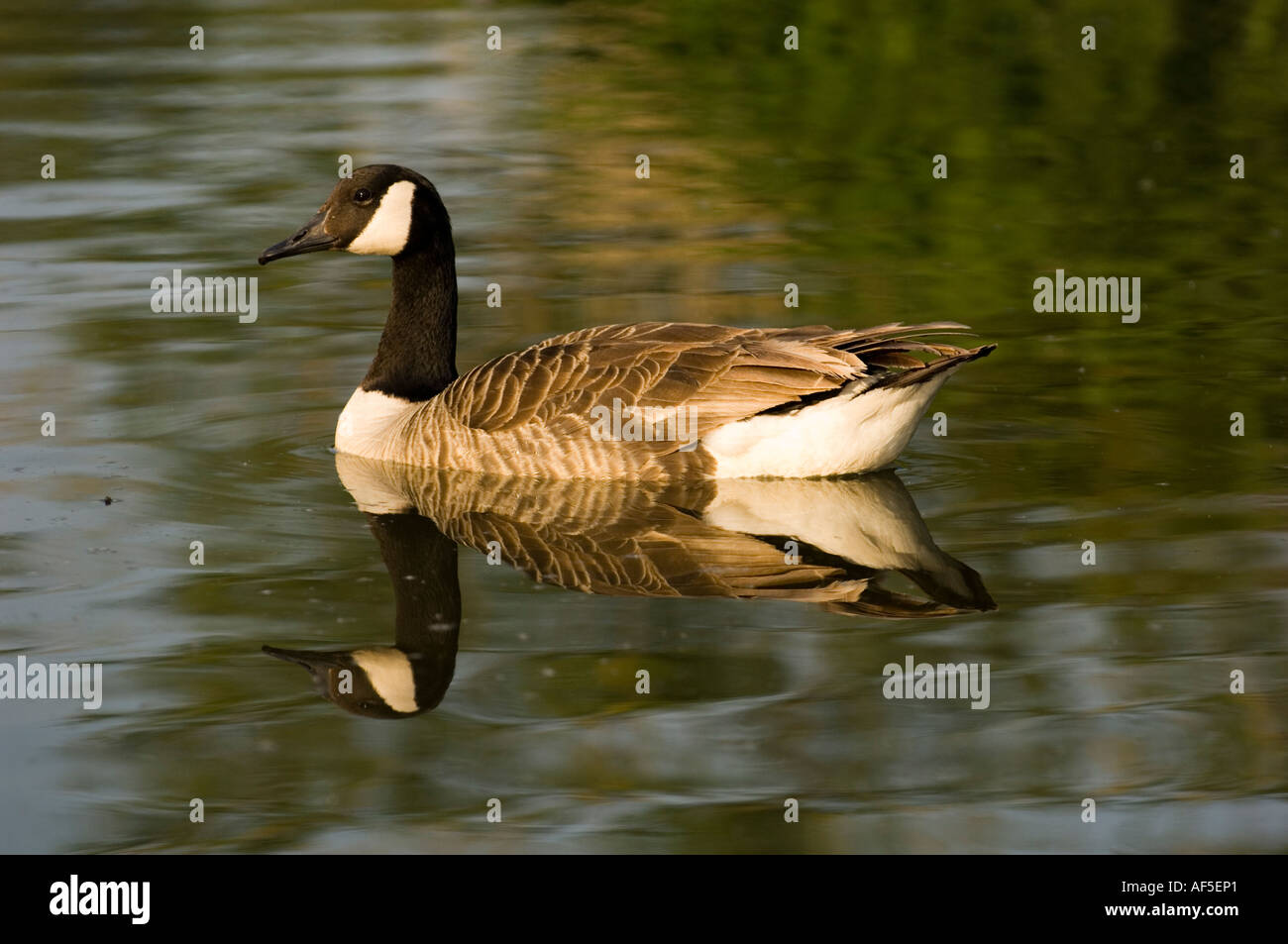 zwei 2 Enten schwimmen im Teich sonnigen Tiere, Vögel, Enten, Wasser, Sonne, Reflexion, Welligkeit, Seite, durch, Seite, paar, Zwillinge Stockfoto