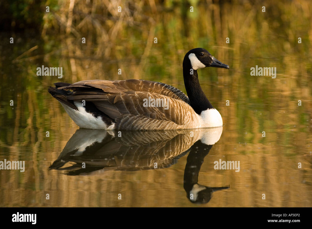 zwei 2 Enten schwimmen im Teich sonnigen Tiere, Vögel, Enten, Wasser, Sonne, Reflexion, Welligkeit, Seite, durch, Seite, paar, Zwillinge Stockfoto