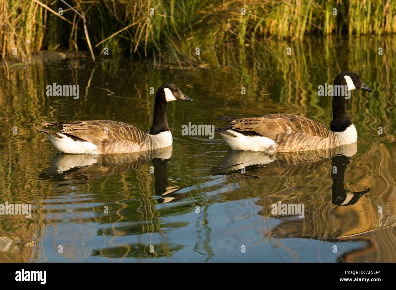 zwei 2 Enten schwimmen im Teich sonnig Stockfoto