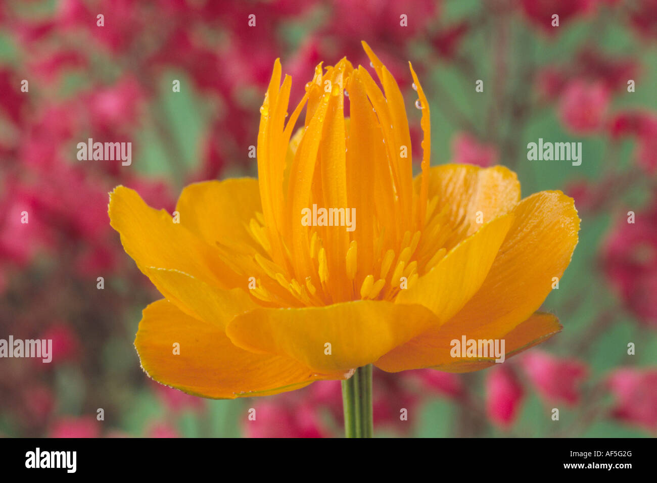 Trollblume Chinensis (Globeflower) Großaufnahme orange Blume. Stockfoto