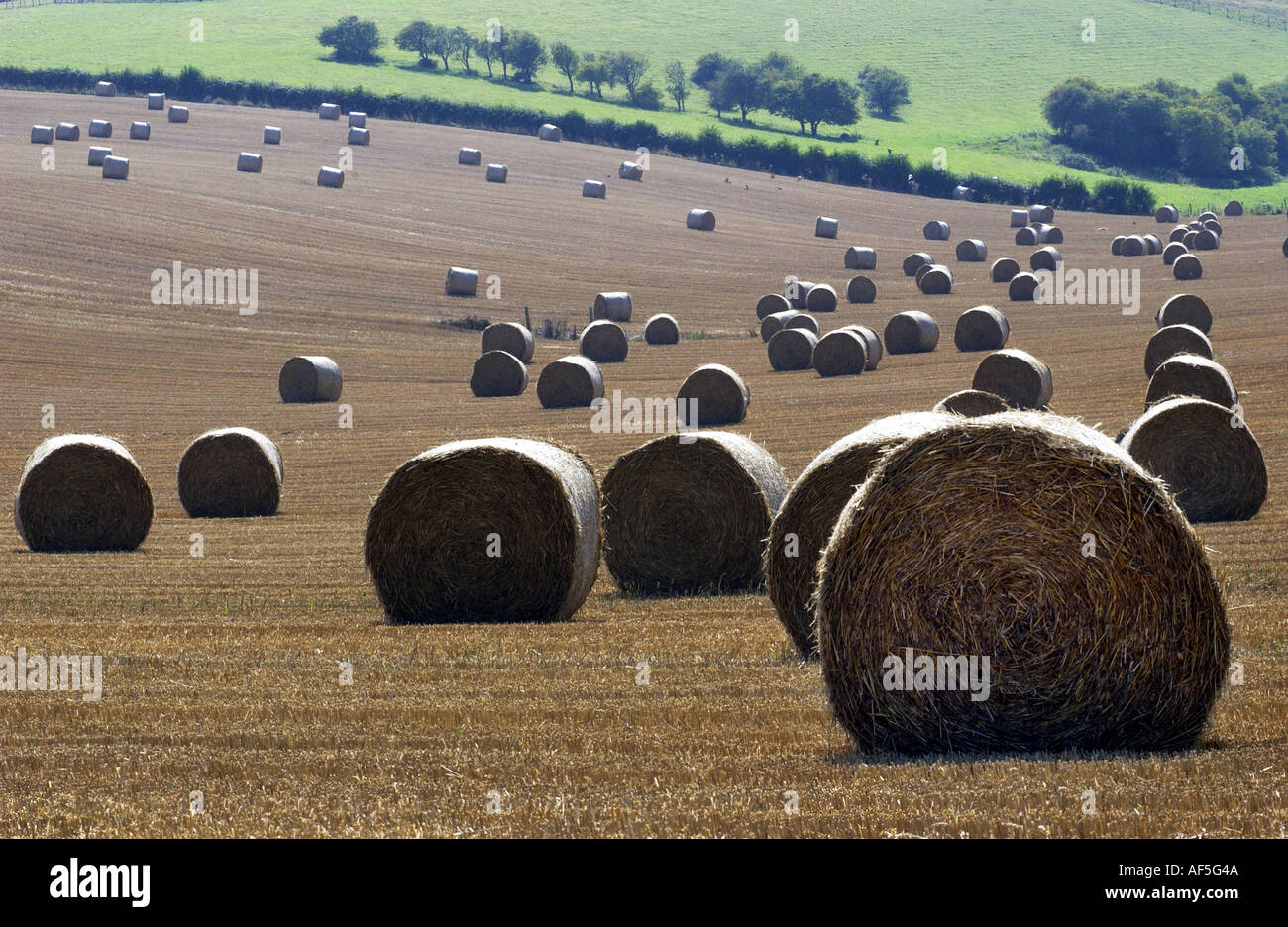 Heuballen punktieren der South Downs in Sussex an einem warmen und sonnigen Sommernachmittag Stockfoto