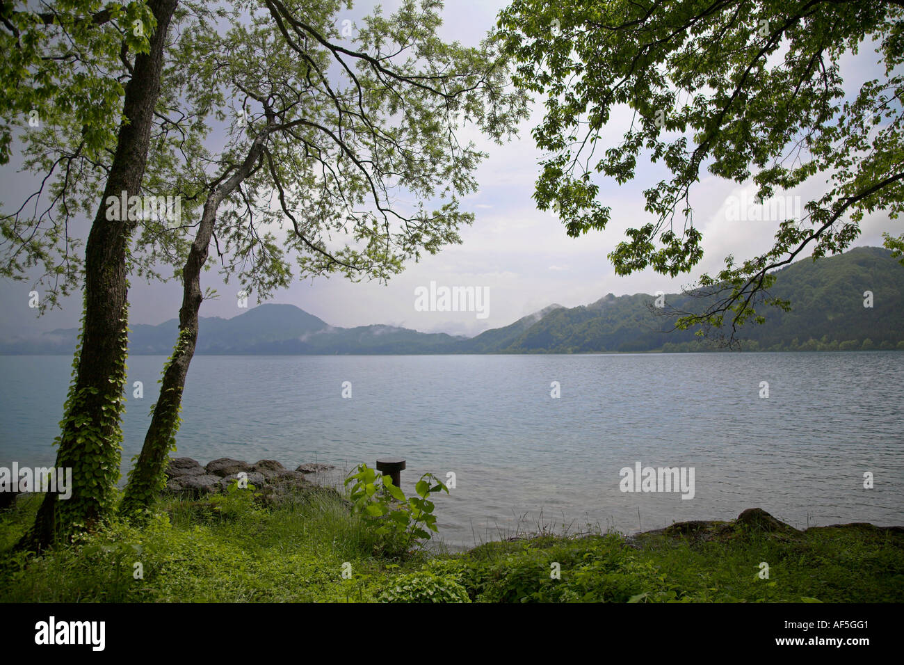 Bäume, die überhängenden Rand des See Tazawa Tazawako Präfektur Akita ruhig Wasser Bergen Stockfoto