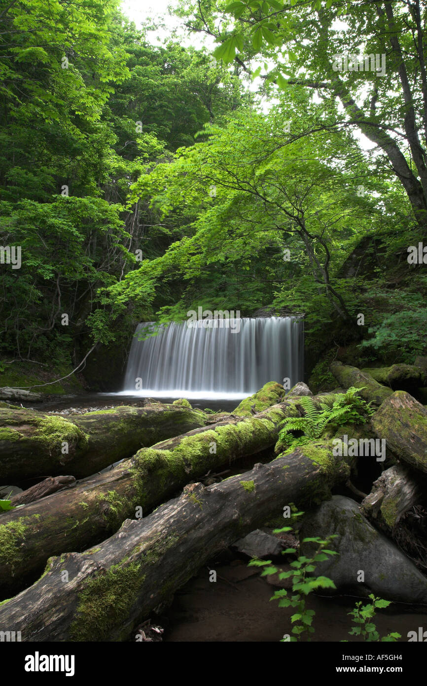 Oirase Schlucht See Towada Towadako Aomori Sommer Wasserfall mit umgestürzte Baumstämme im Vordergrund Stockfoto