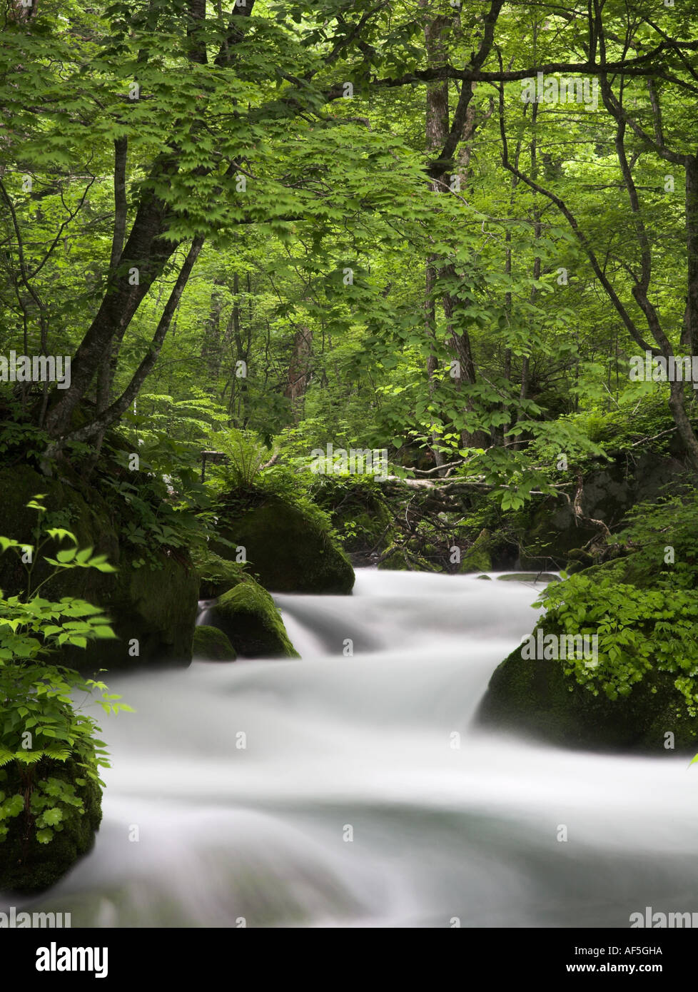 Oirase Schlucht Stream Towadako See Towada Aomori Tiefe Langzeitbelichtung wirbelnden Wildwasser Stockfoto