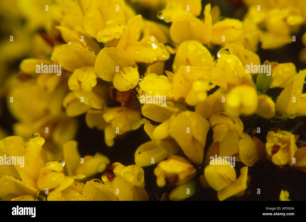 Nahaufnahme eines gemeinsamen Ginster gelbe Blüten mit Wassertropfen Tau Stockfoto