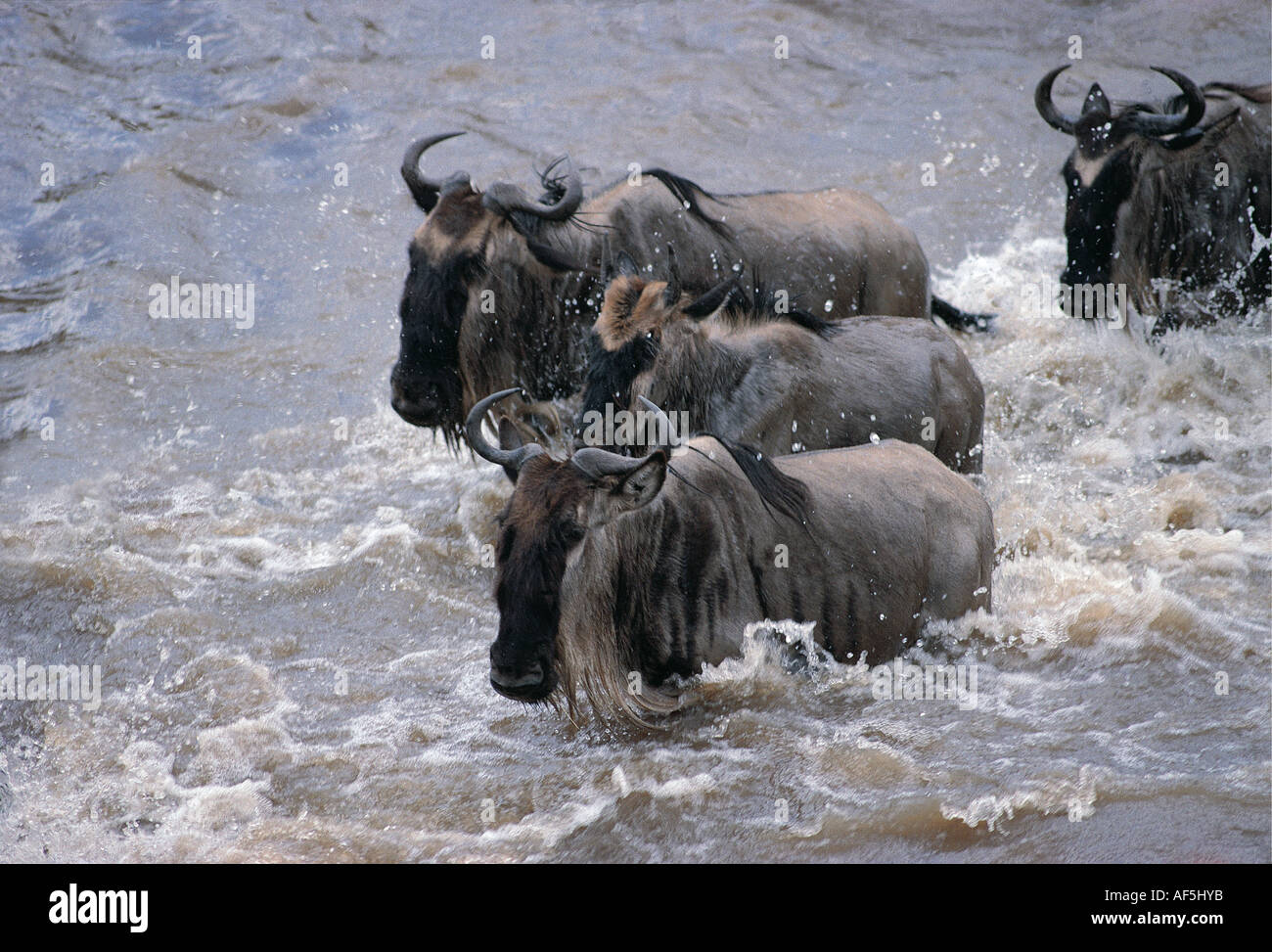 Gnus schwimmen über den Mara River Masai Mara National Reserve Kenia in Ostafrika Stockfoto