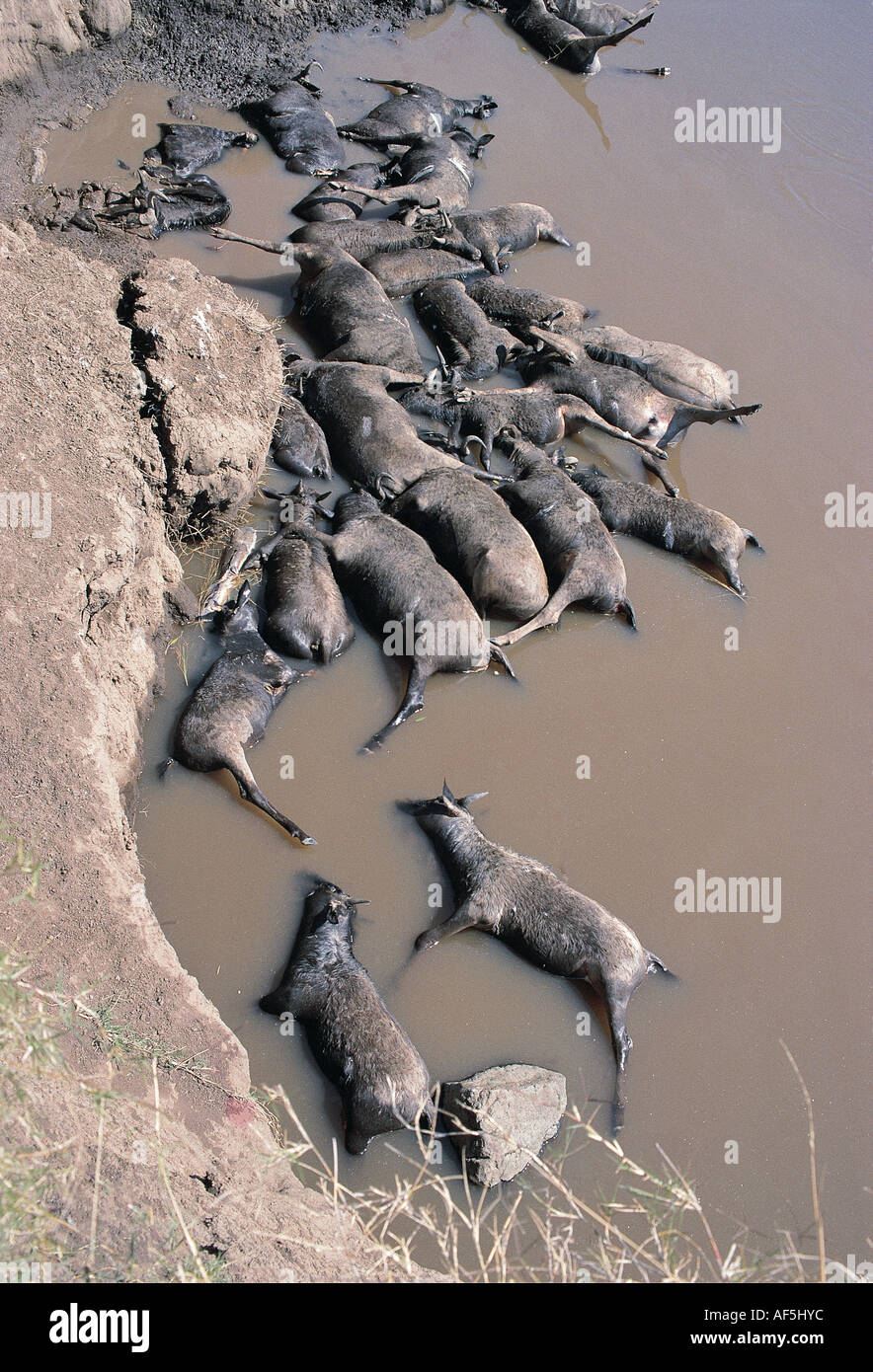 Leichen der Toten Gnus schweben in den Mara River Masai Mara National Reserve Kenia in Ostafrika Stockfoto