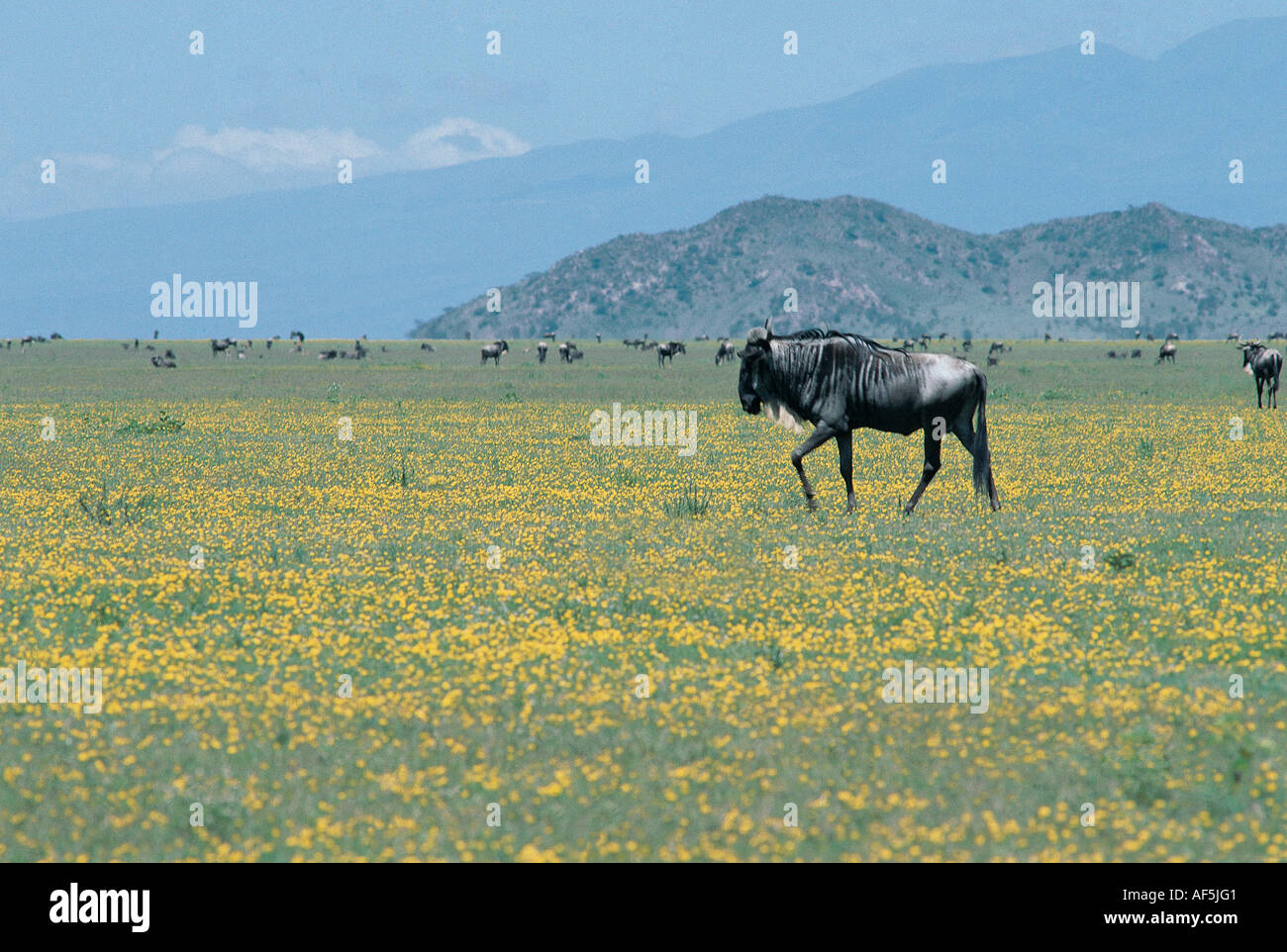 Männliche Bull Gnus unter gelben Blüten auf den Grasebenen der Serengeti Nationalpark Tansania Ostafrika Stockfoto