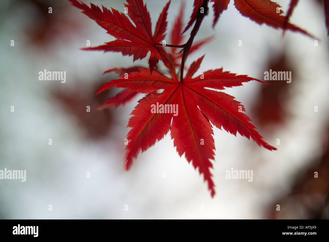 Rote Blätter Stockfoto