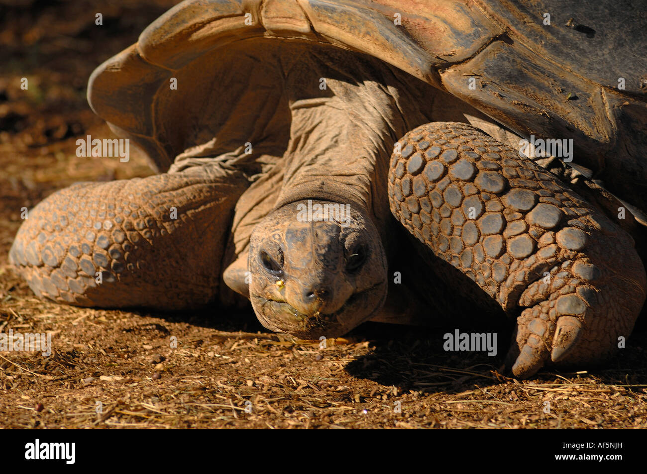 Porträt einer Galapagos-Schildkröte. Geochelone nigra Stockfoto