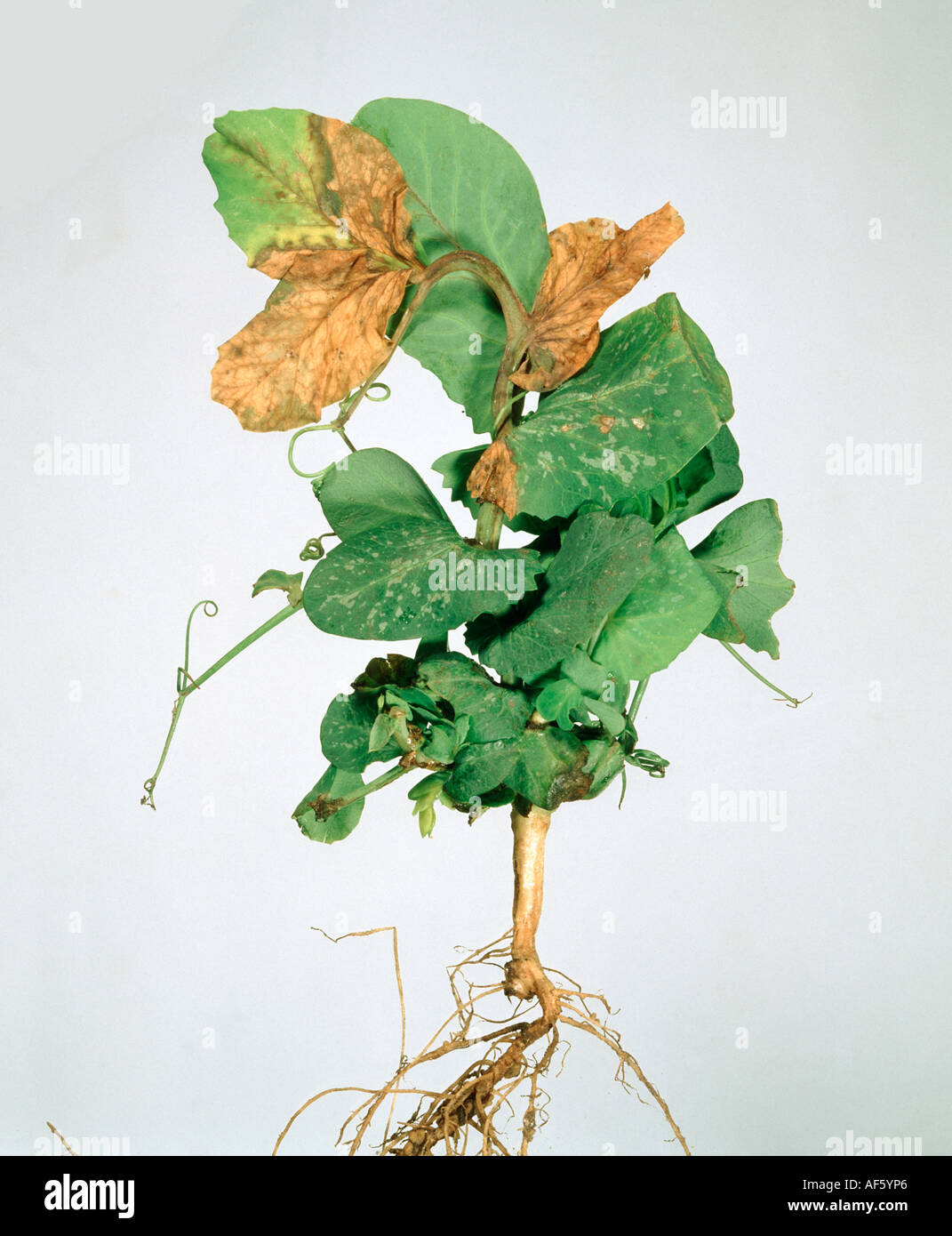 Blatt, Marmorierung auf Erbsenpflanze verursacht durch Erbse früh Bräunung Virus PEBV Stockfoto