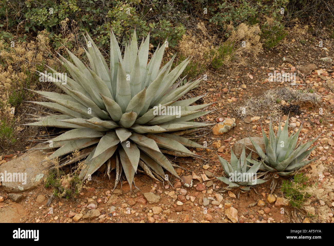 Agave, Agaven, Agave Parryi, Coconino National Forest, Arizona Stockfoto