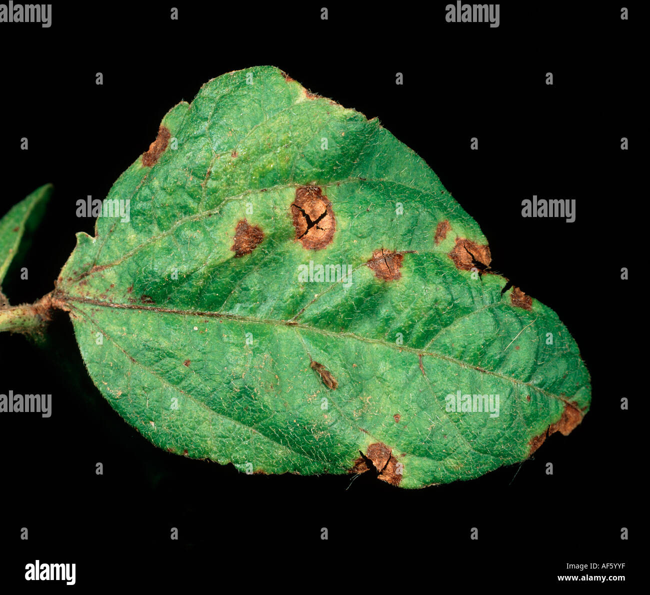 Blattflecken Ascochyta Bolthauseri Pilz spotting auf grünen Bohnen Blatt Stockfoto