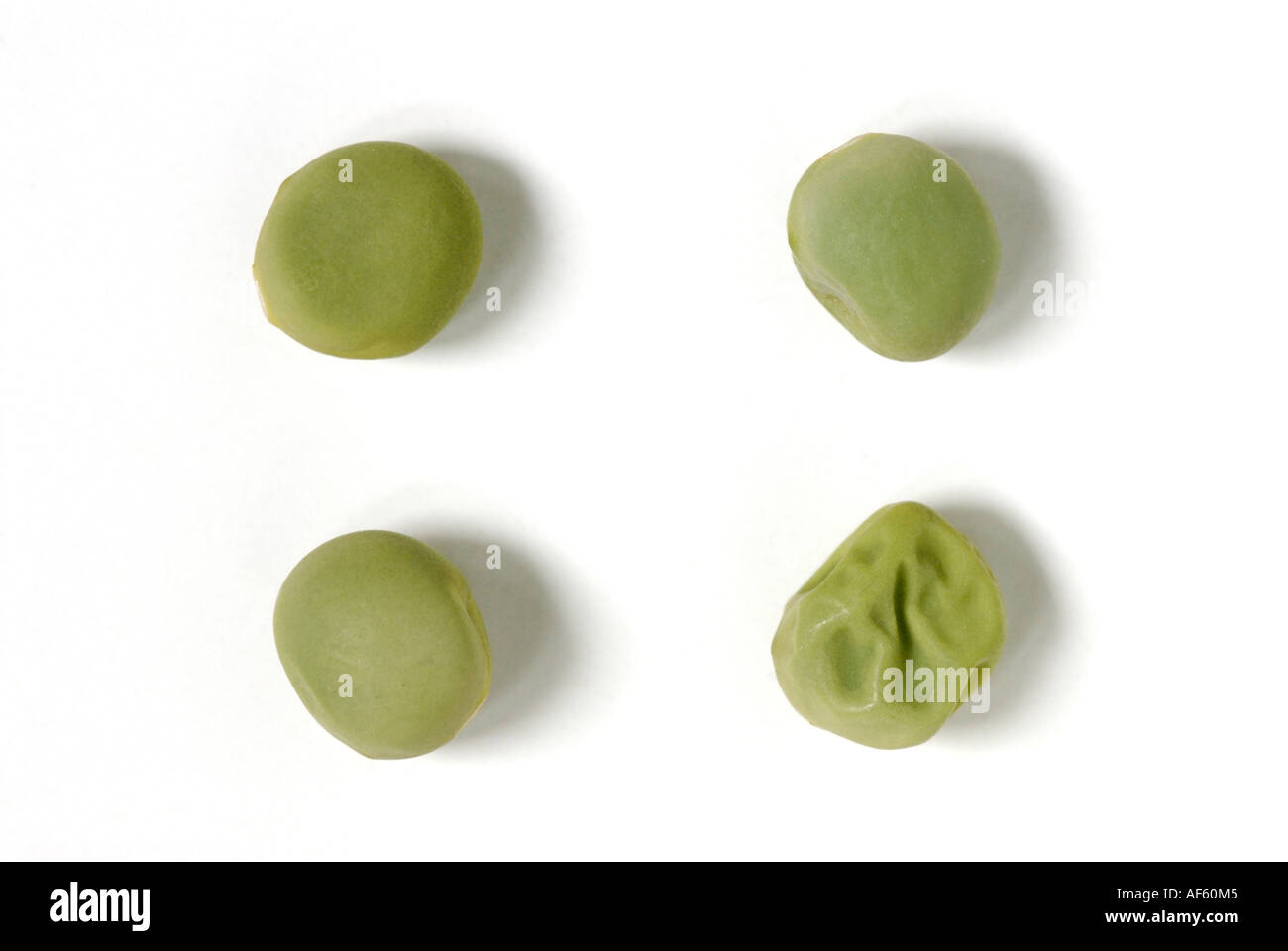 Grün glatt und faltige Erbsen Samen im Verhältnis 3 zu 1 Mendel Experimente Vererbung Genetik Punnett Quadrat Stockfoto