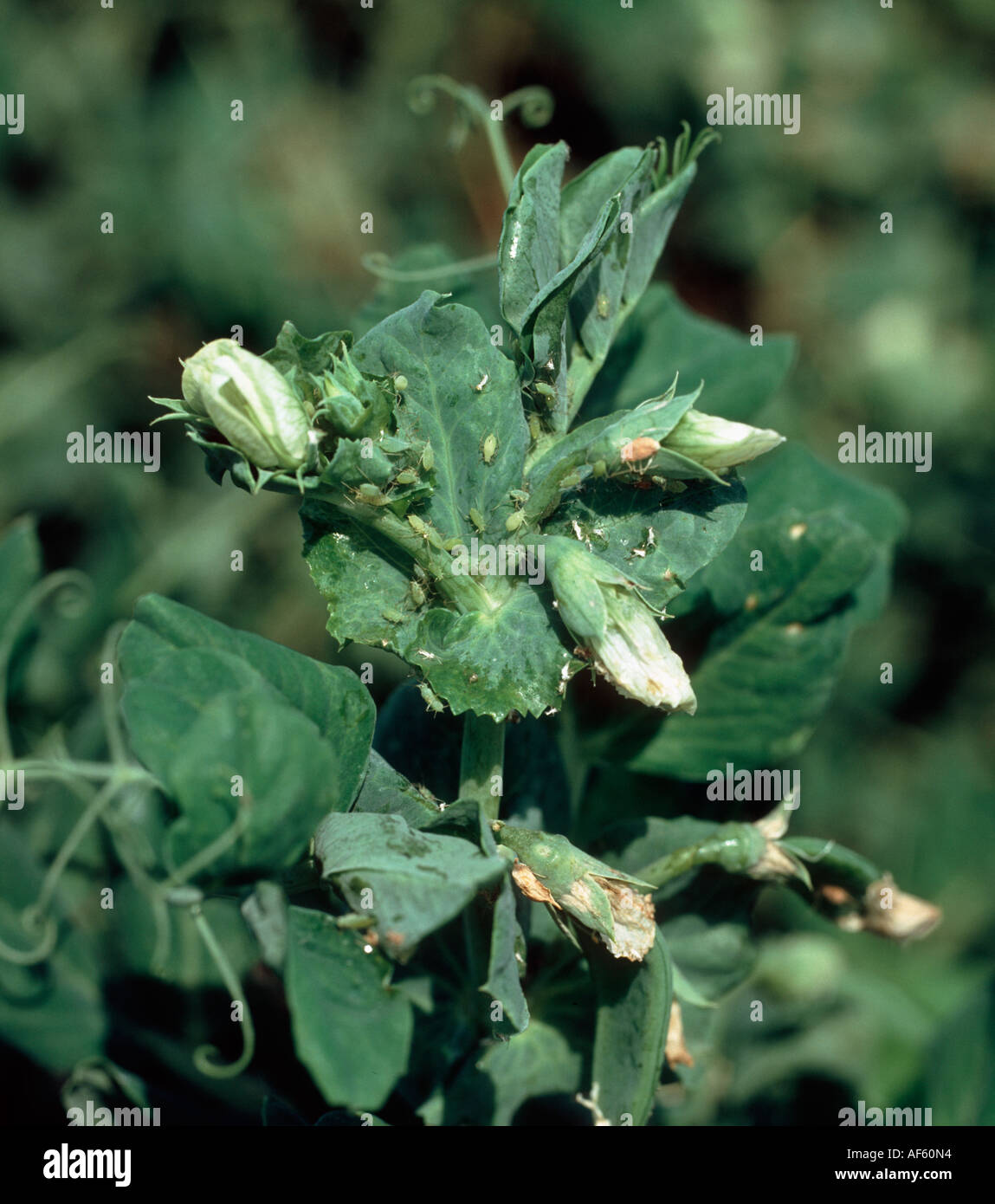 Erbse Blattlaus Acyrthosiphon Pisi Verseuchung auf Blüte Erbsenpflanze Stockfoto