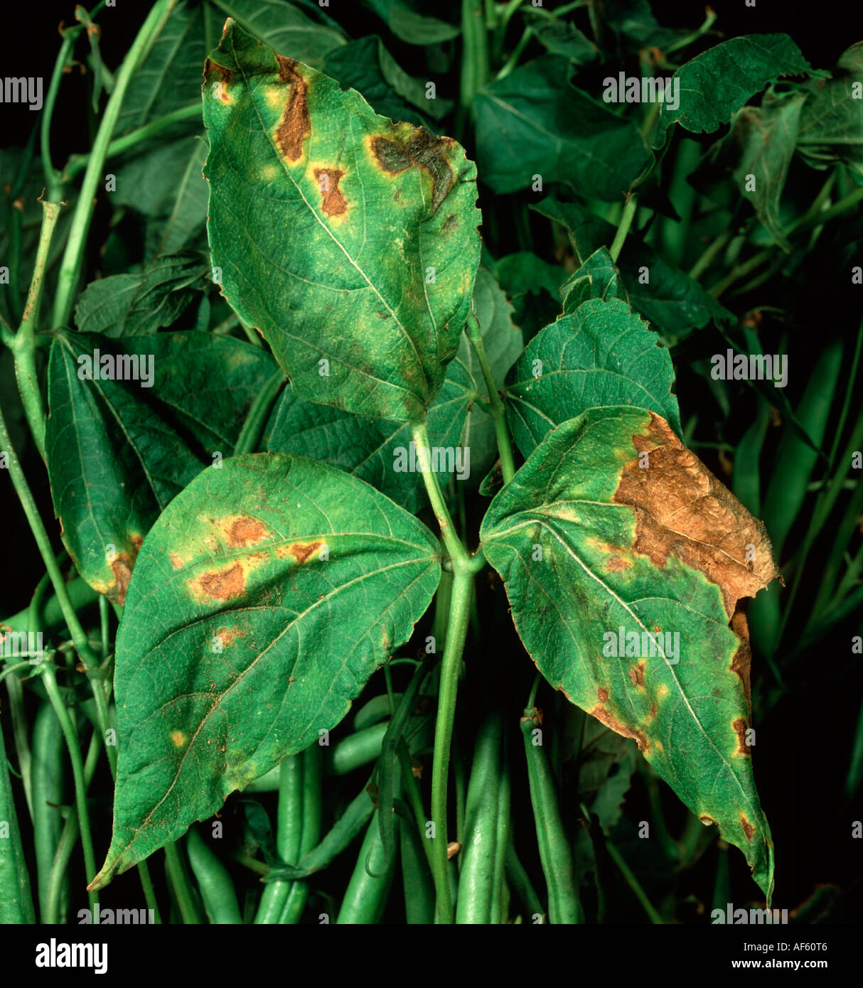 Gemeinsamen Knollenfäule Xanthomonas Campestris Läsionen auf grüne Phaseolus bean Blätter Stockfoto