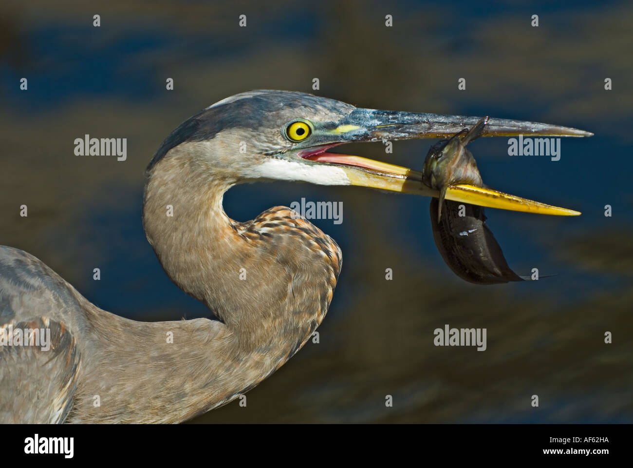 Eine große blaue Herron kämpft, um ein gerade Gefangenen Wels auf Anihinga Weg, Everglades-Nationalpark, Florida zu schlucken Stockfoto