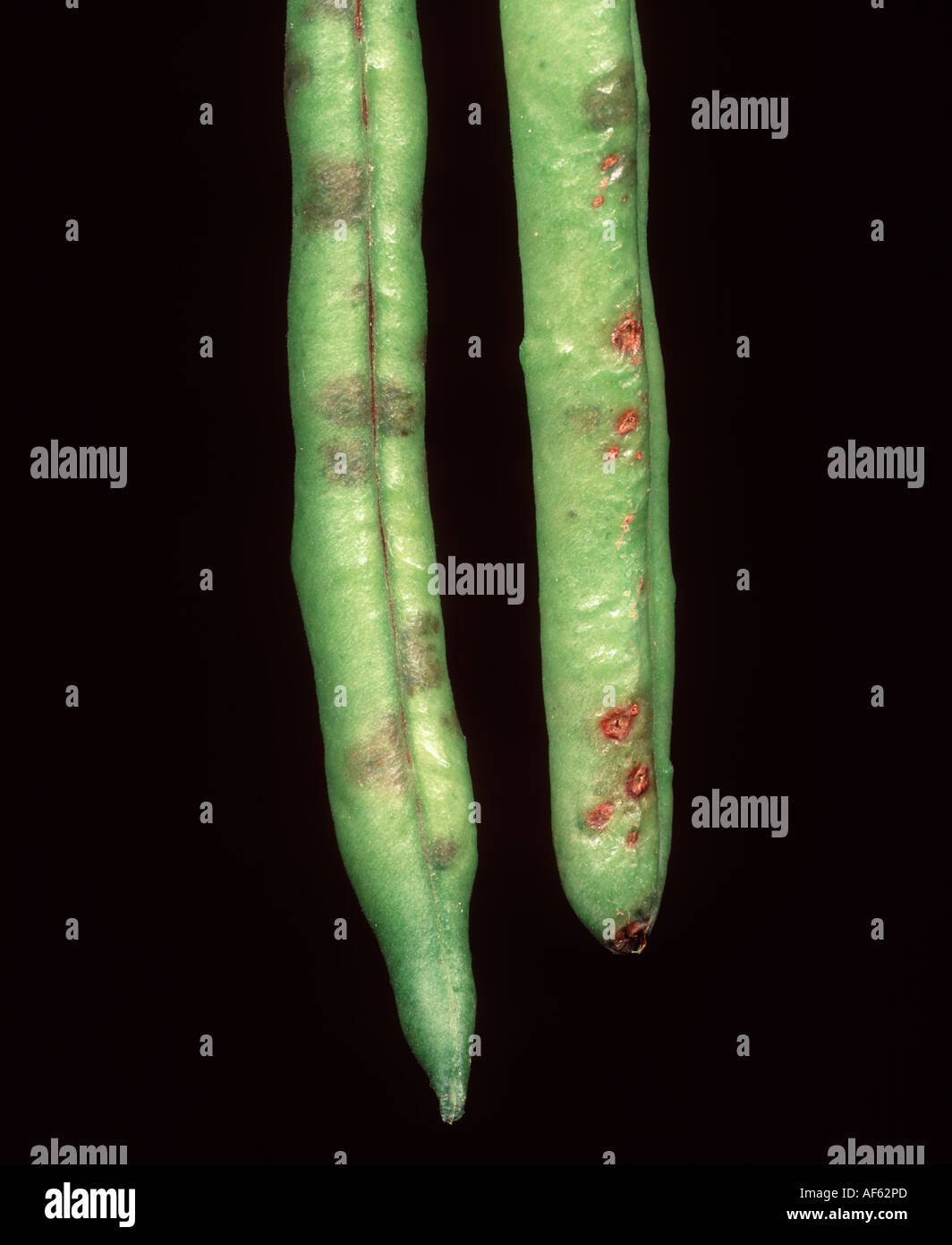 Phaseolus grüne Bohnen Schoten mit gemeinsamen bakterielle Fäulnis Xanthomonas Campestris pv Phaseoli Läsionen Stockfoto