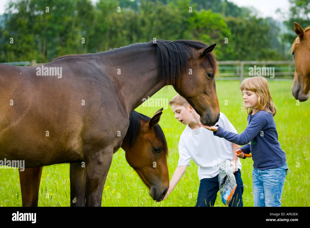 Jungen und Mädchen, die Pferde füttern Stockfoto