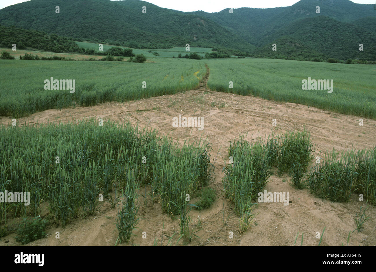 Schwere Regenfälle verursacht schwere Bodenerosion in Weizenernte im Ohr Griechenland Stockfoto