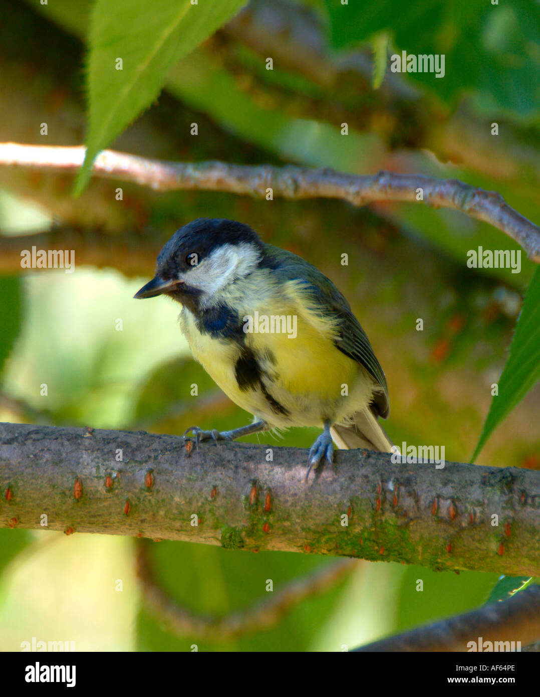 Kohlmeise hocken in Kirschbaum im Garten in Cheshire England Stockfoto