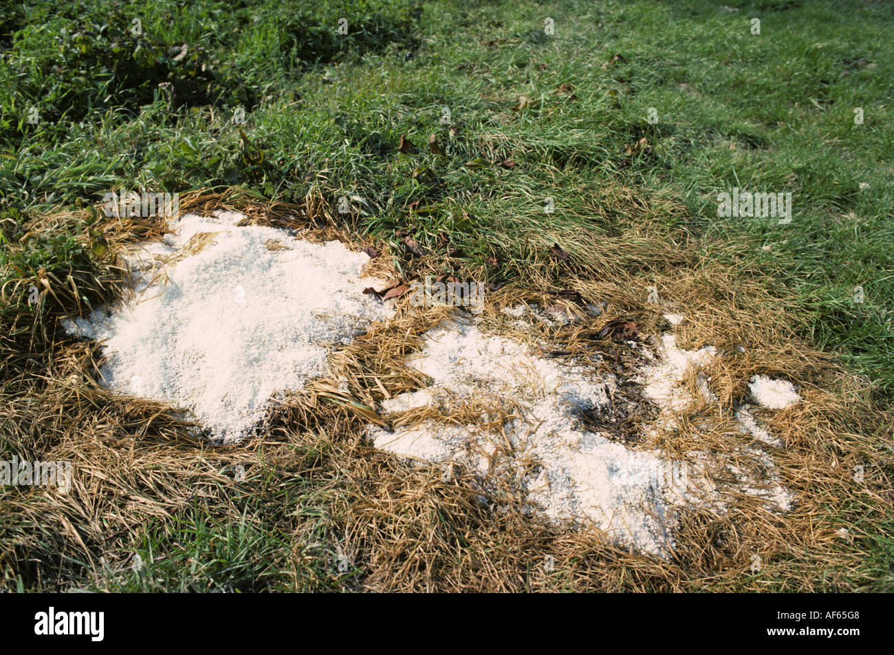 Chemische Dünger Verschütten von Taschen und Tote Rasen Stockfoto