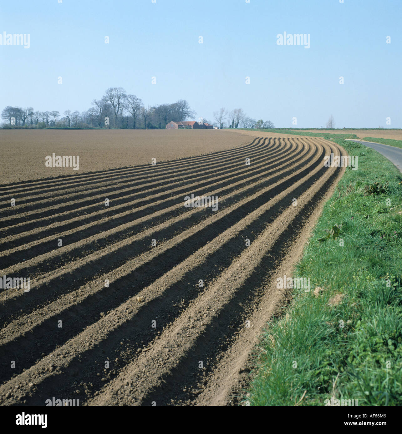 Blick auf neu Kartoffel Saatbeet mit feiner Erde gepflanzt und konturiert Grate Stockfoto