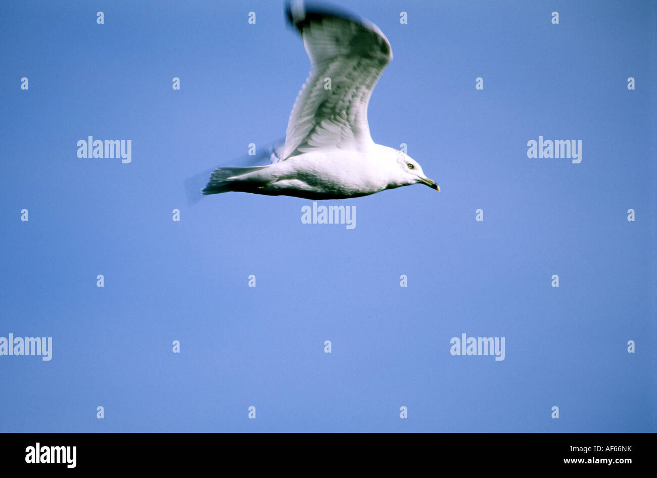 Hering-Möwe im Flug vor blauem Himmel verschwimmen Bewegungen Stockfoto