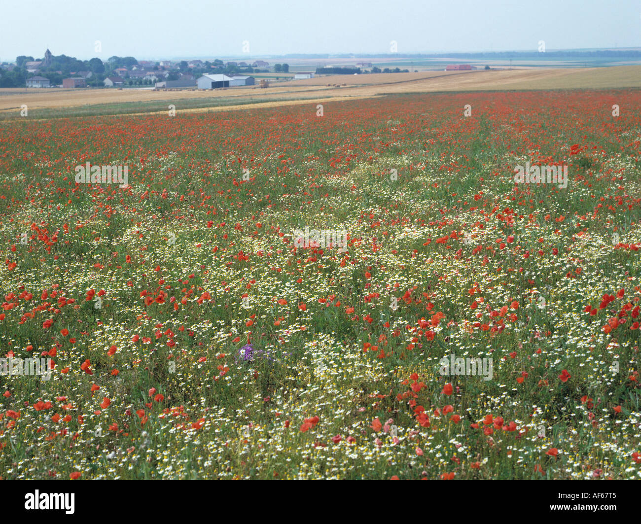 Legen Sie beiseite Feld blühender Mohn und Mayweed in Nordfrankreich Stockfoto