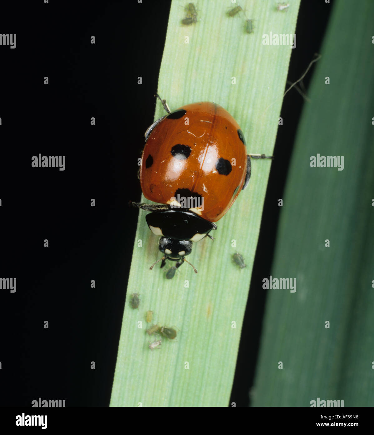 Sieben Flecken Marienkäfer Coccinella septempunctata, die sich von Vogelkirschläusen ernähren Stockfoto