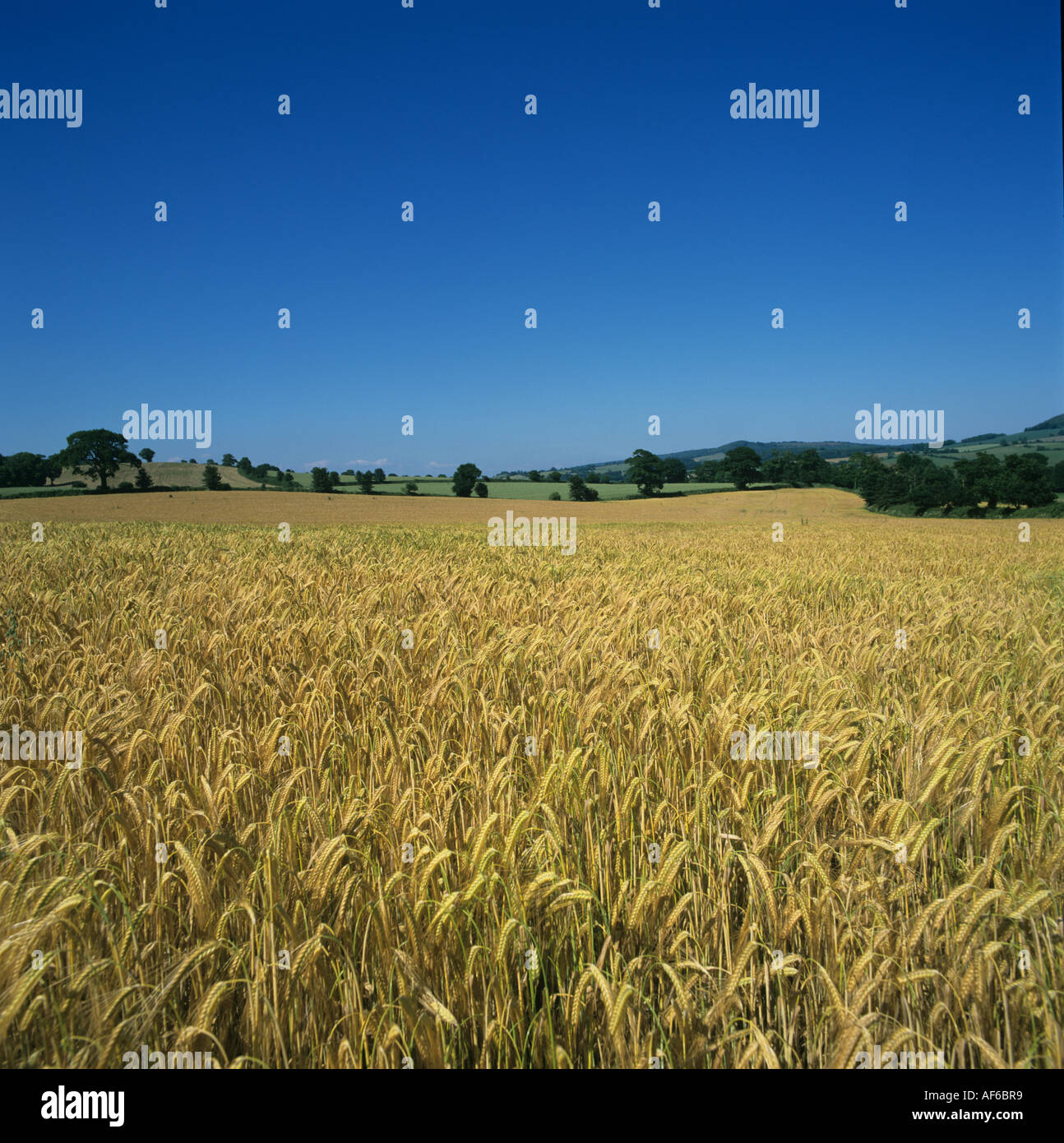 Blick auf eine reifende Gerste Ernte auf einem Cloudess Sommertag Stockfoto