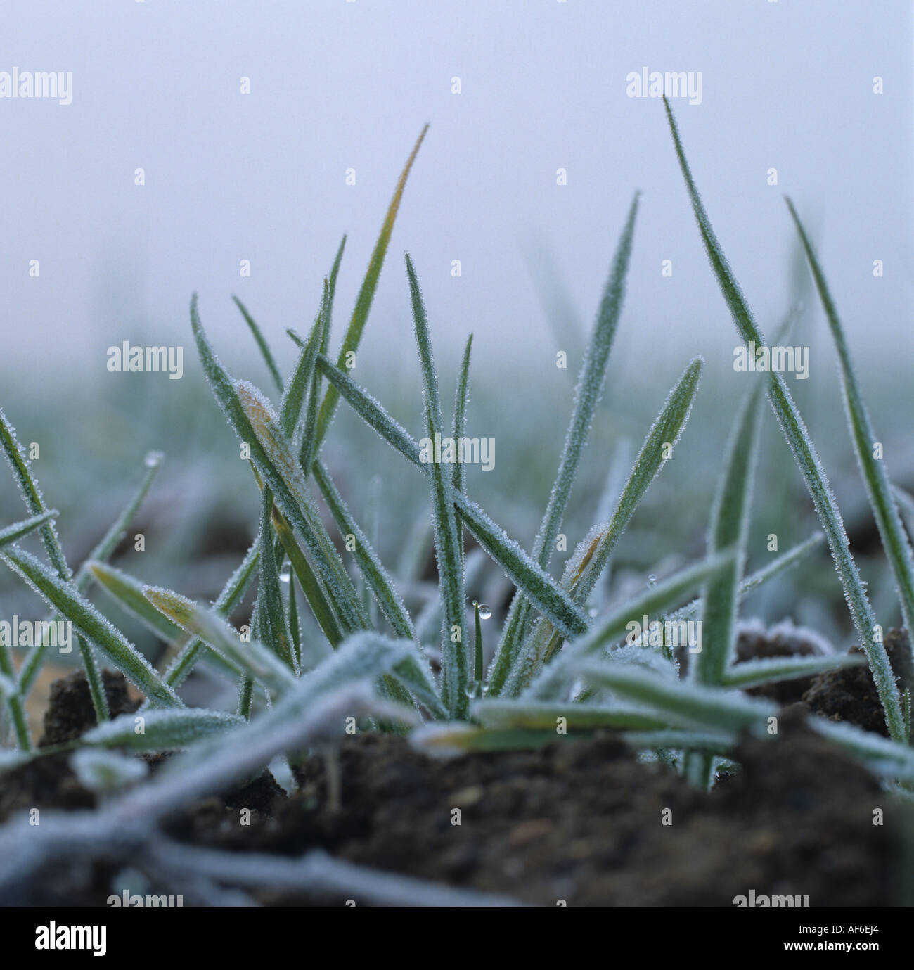 Sämling-Weizen-Anlage geschwächt durch Winterwetter und Frost bedeckt Stockfoto