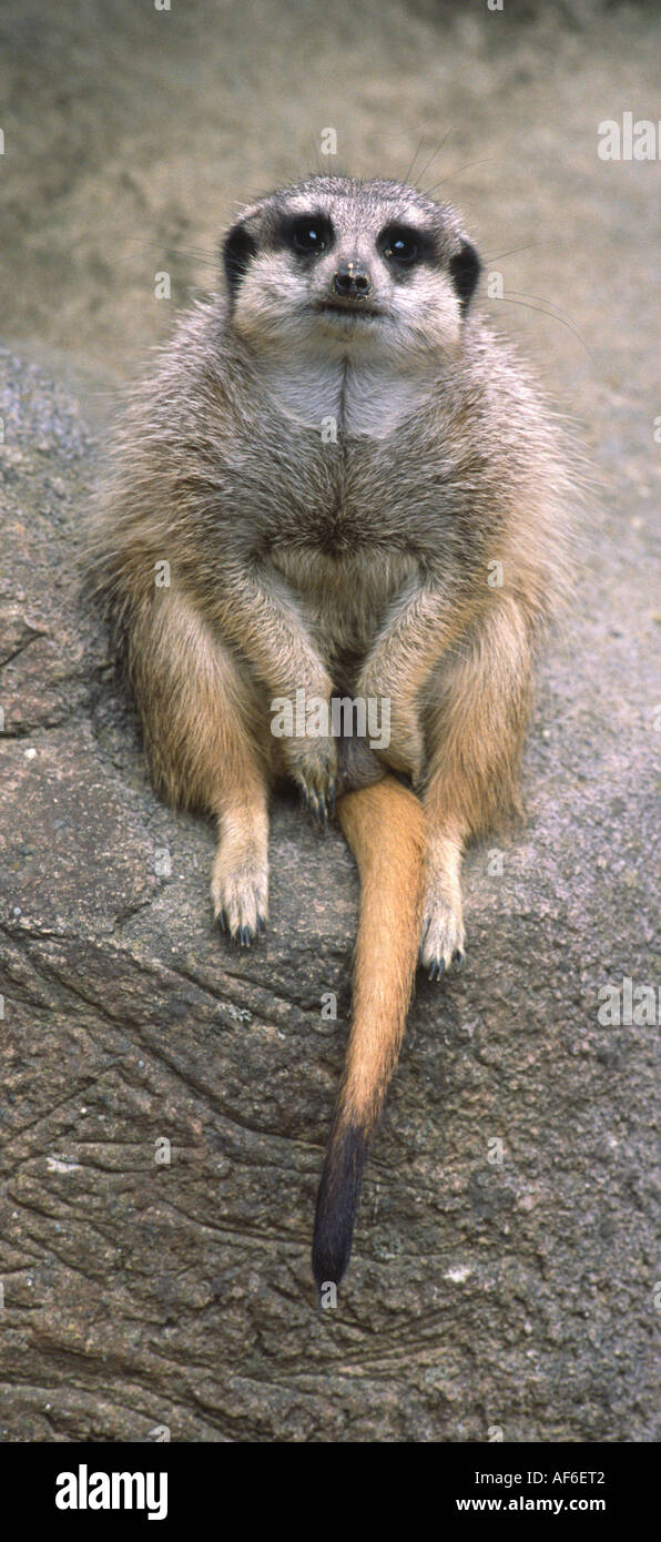 Suricate oder Erdmännchen Stockfoto