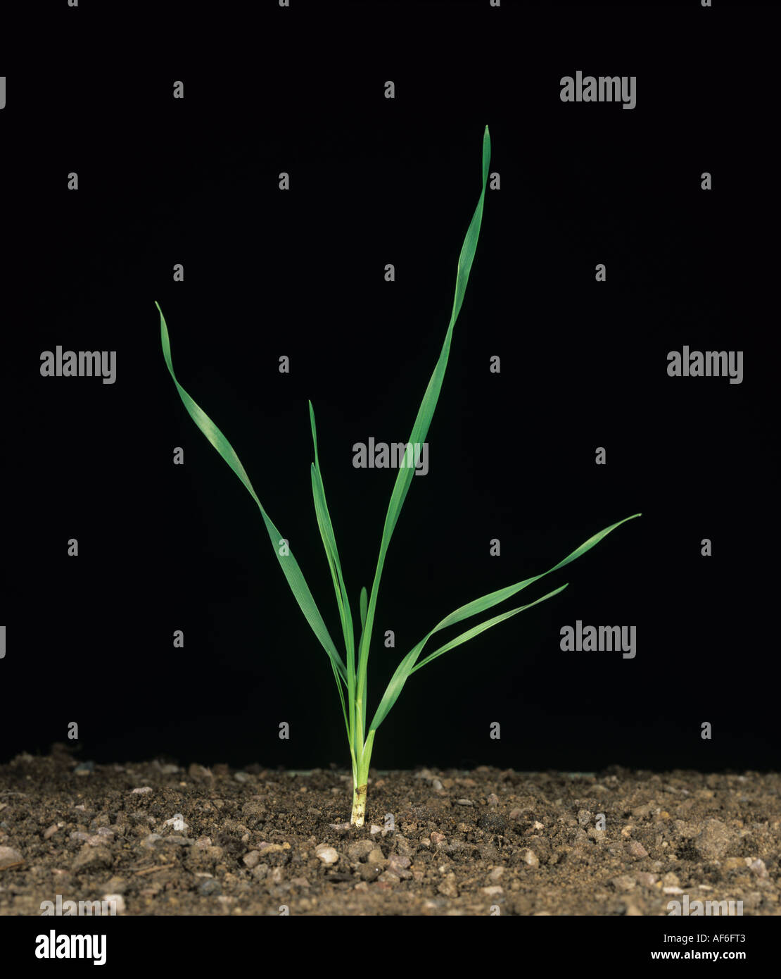 Sämling Weizen Pflanze auf Wachstum Bühne 21 schwarzen Hintergrund Stockfoto