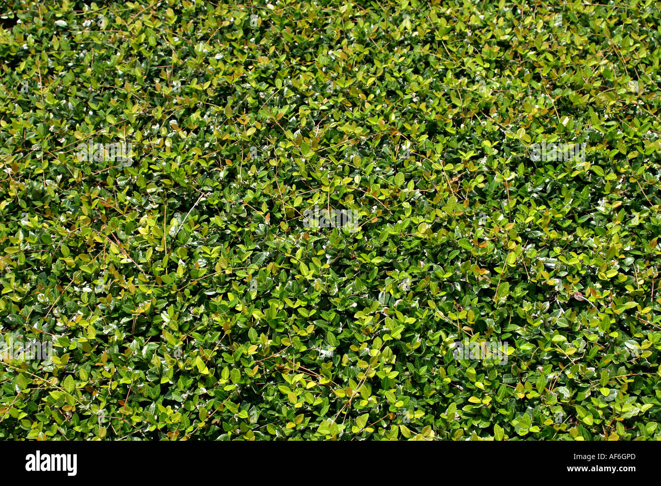 Bodendecker Pflanzen Blätter Stockfoto