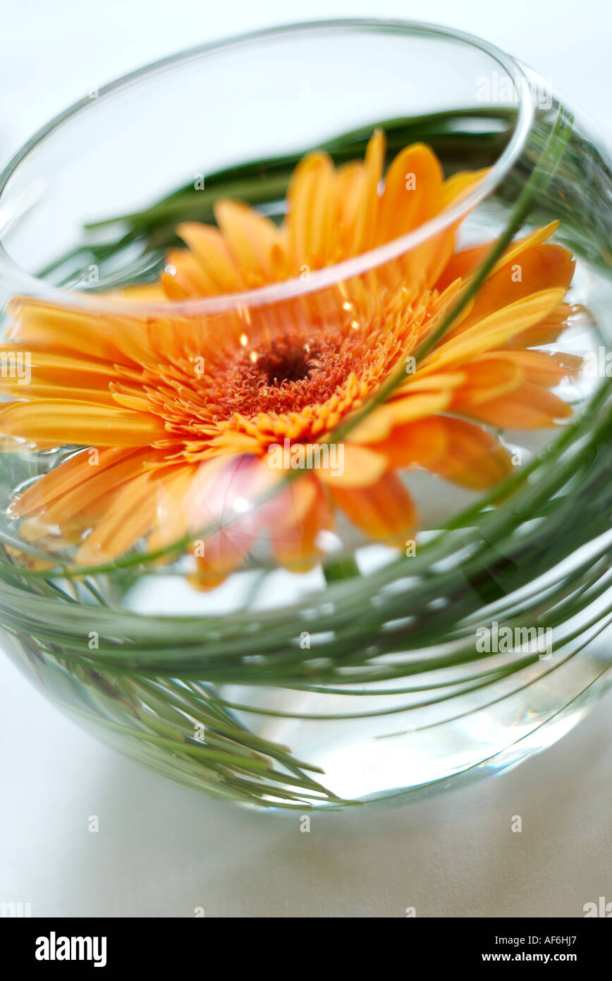 Unter Wasser Blumen Arrangement Stockfotografie Alamy