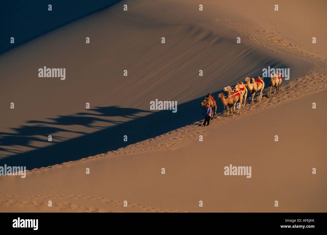 CHINA Gansu Dunhuang Seidenstraße mit Mann an der Spitze baktrischen Kamele Grat der Wüste Sand Dune Schattenwurf unten Stockfoto