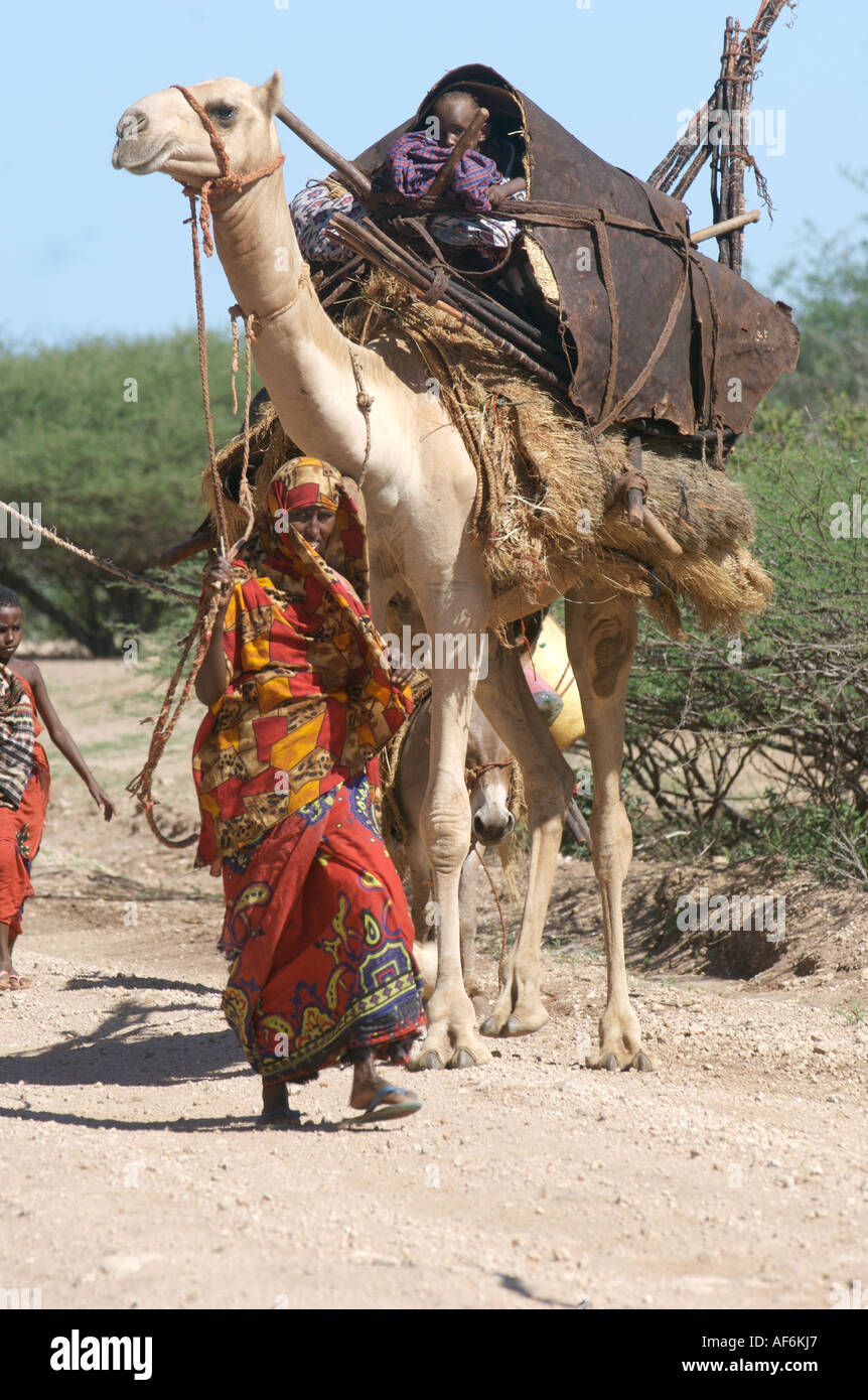 Somalischen Nomaden mit Kamelen, um ihre ganze Häuser in Wajir, nordöstlichen Kenia, Afrika zu tragen. Stockfoto