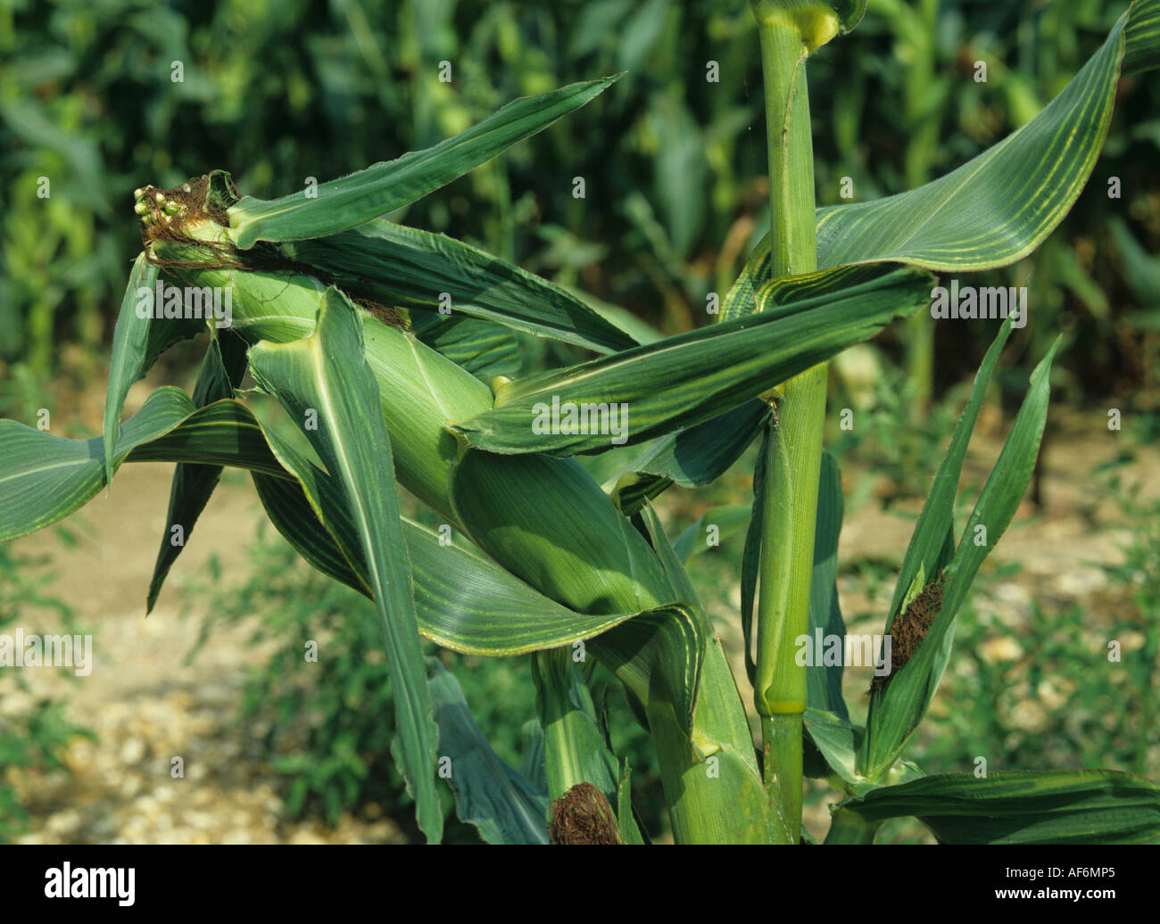 Magnesium-Mangel-Symptome auf Maiskolben und Blättern von Mais oder Mais Stockfoto