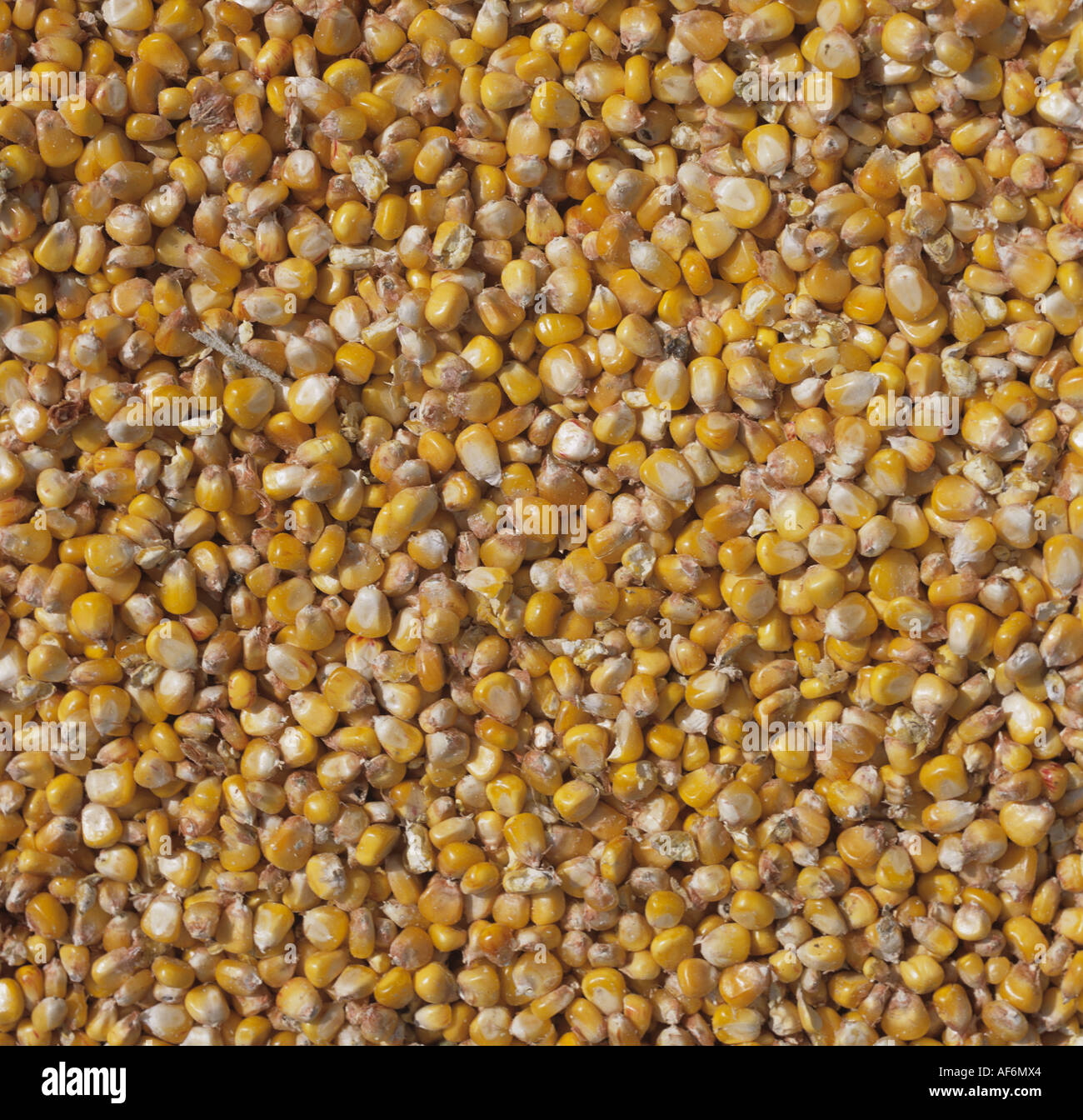 Mais oder Mais Getreide bei der Ernte kombiniert aus einem reife Ernte für Tierfutter Stockfoto