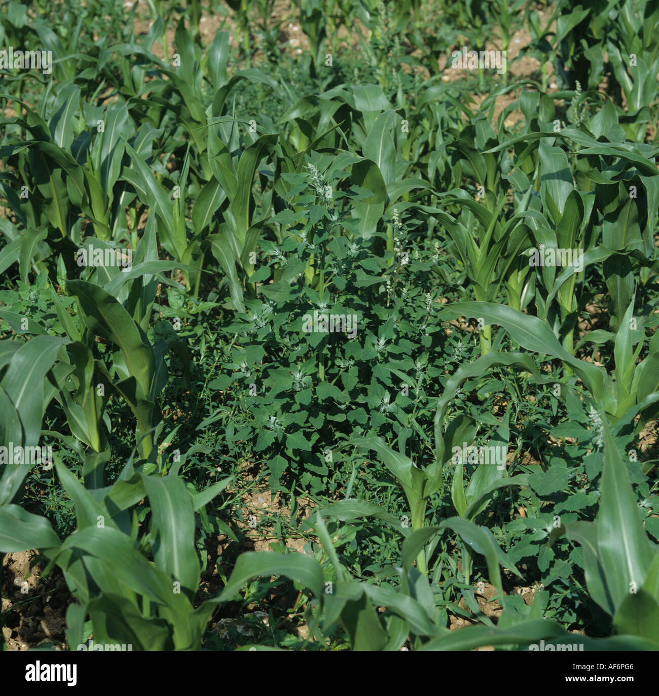 Fette Henne Chenopodium Album blühende Unkraut in jungen Mais oder Mais Stockfoto