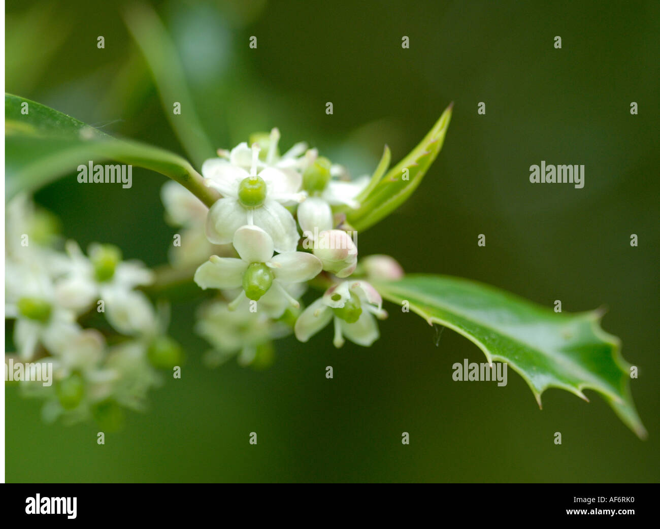 Nahaufnahme der weiblichen Blüten die die Stechpalme Stockfoto