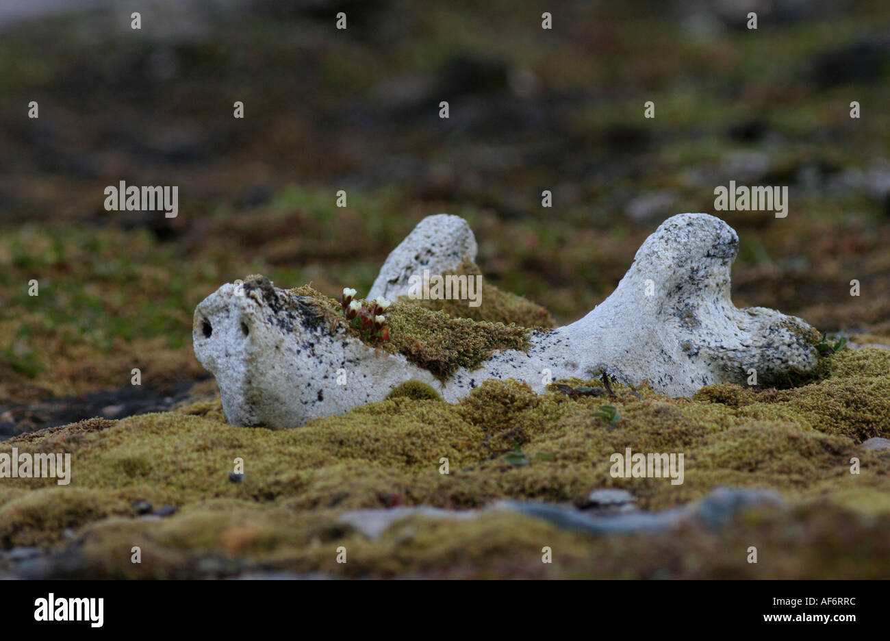 Eisbär-Kiefer Stockfoto