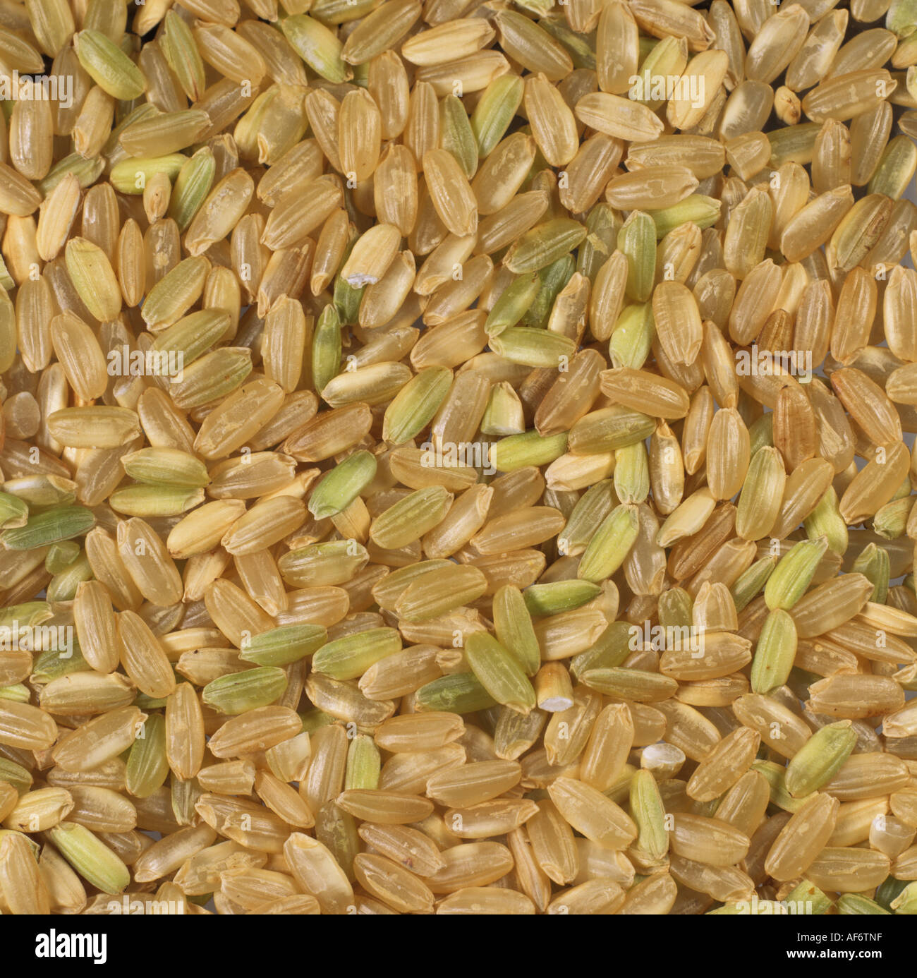 Biologisch angebaute Reiskörner, die einige mit Schalen aus Bioladen gekauft Stockfoto