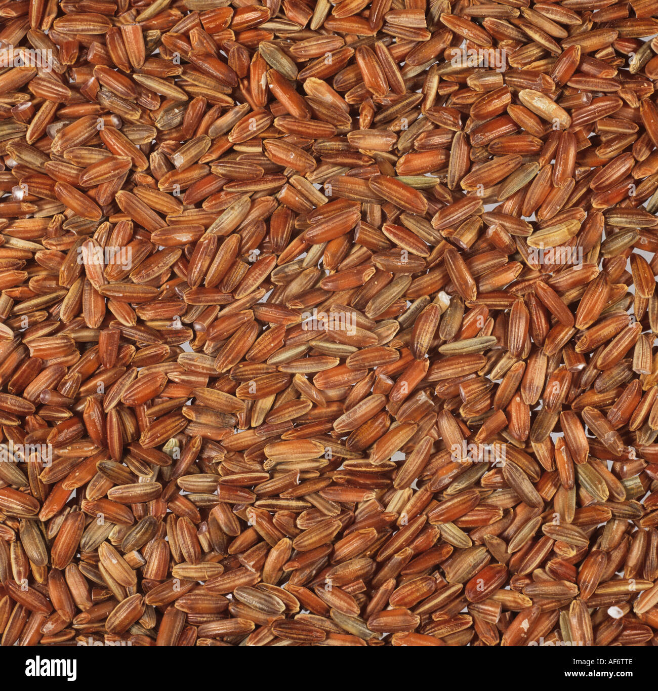 Rote Wehani Reis Getreide aus biologischem Anbau aus einem Bioladen Stockfoto