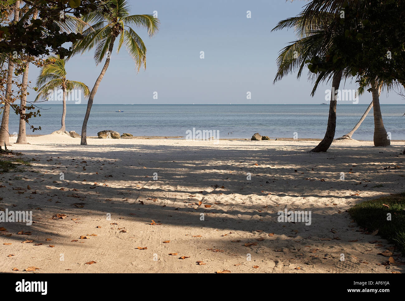 Palmen am Strand Stockfoto