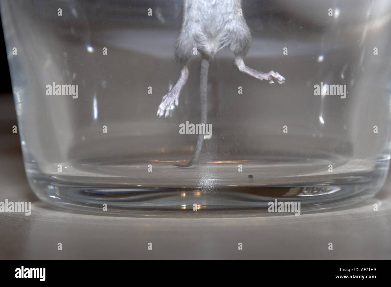 Kleine inländische Maus in einem Glas auf der Flucht durch herumlaufen und springen lustig lustige Comic humorvoll Stockfoto