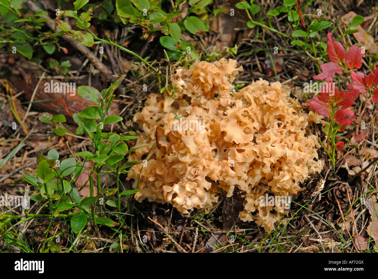 Blumenkohl-Pilz (Sparassis Crispa) auf dem Waldboden Stockfoto
