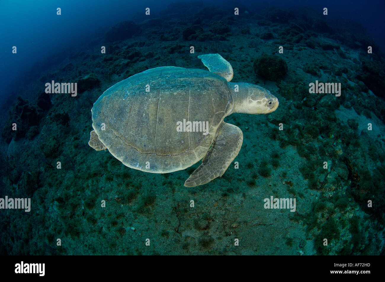 Kemp s Ridley Meeresschildkröte Lepidochelys Kempii in Palm Beach FL Stockfoto